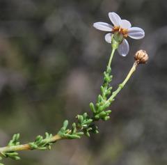 Phymaspermum parvifolium