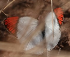 Colotis danae eupompe