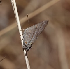 Hypolycaena philippus