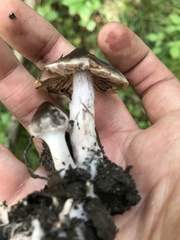 Cortinarius decipiens