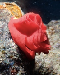 Hexabranchus sanguineus