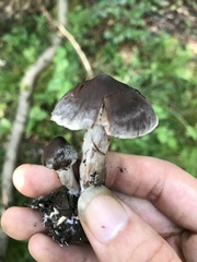 Cortinarius decipiens