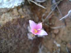 Anacampseros filamentosa