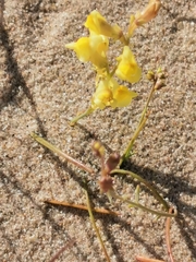 Linaria loeselii