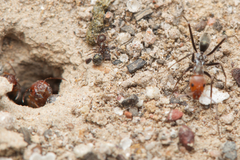 Iridomyrmex rubriceps