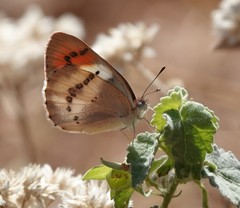 Colotis danae eupompe