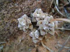 Anacampseros filamentosa