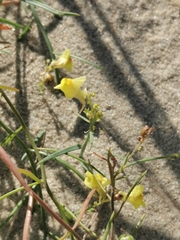 Linaria loeselii