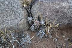 Anacampseros filamentosa