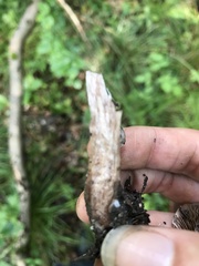 Cortinarius decipiens