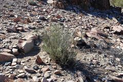 Adenolobus garipensis