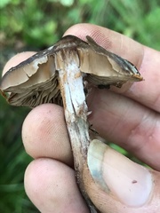 Cortinarius decipiens
