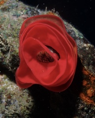 Hexabranchus sanguineus