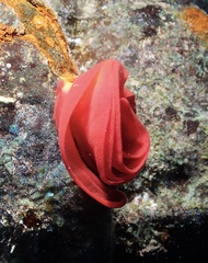 Hexabranchus sanguineus