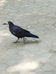 Corvus frugilegus