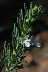Teucrium trifidum