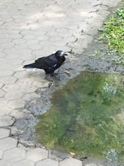 Corvus frugilegus