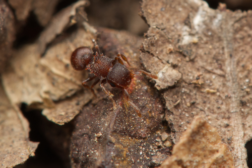 Meranoplus linae