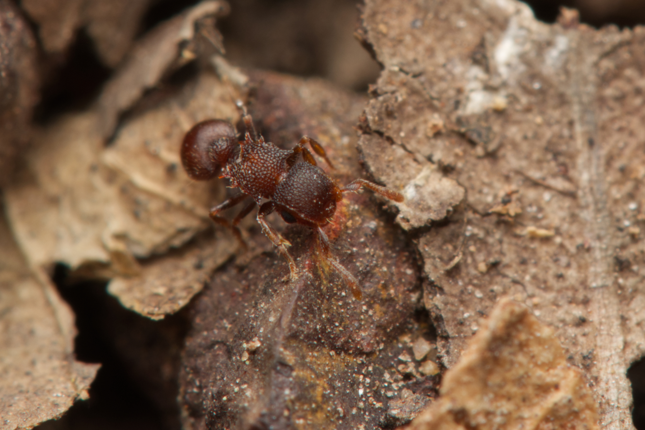 Meranoplus linae