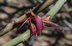 Adenolobus garipensis