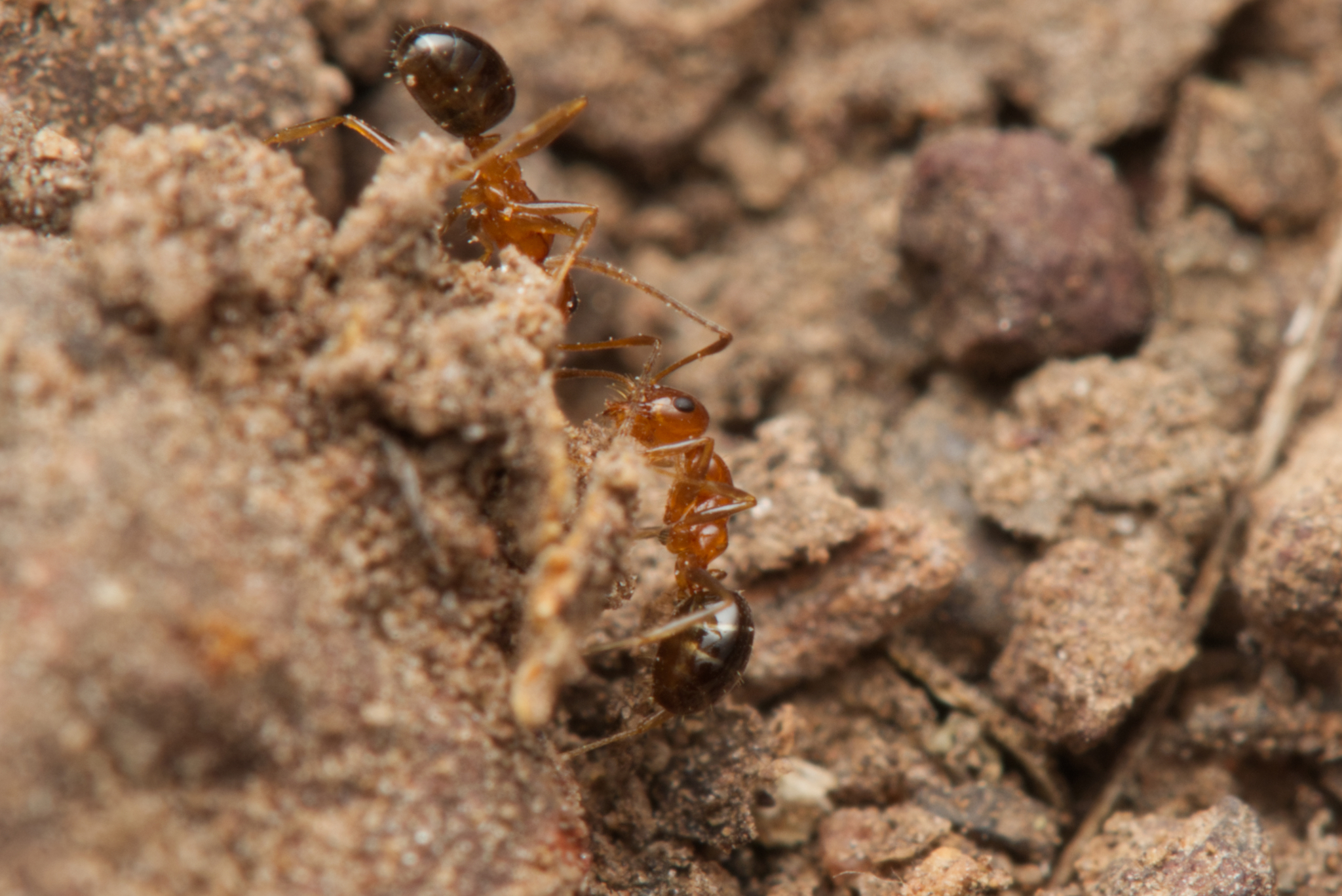 Melophorus biroi