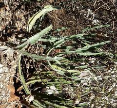 Euphorbia griseola