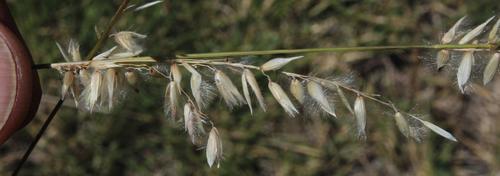 Staggers Grass (Melica decumbens)