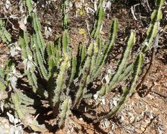 Euphorbia griseola