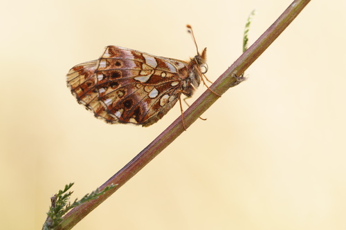 Weaver's Fritillary, Wolfach, Deutschland, photo 8 of 10