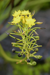 Bulbine latifolia