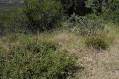 Melica decumbens