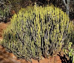 Euphorbia lydenburgensis
