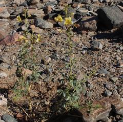Cleome foliosa lutea