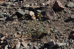 Cleome foliosa lutea