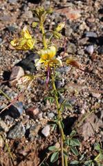 Cleome foliosa lutea
