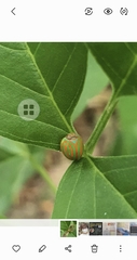 Hemisphaerius interclusus