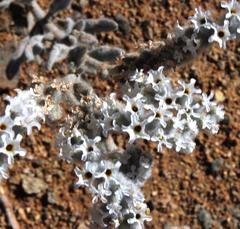 Heliotropium tubulosum