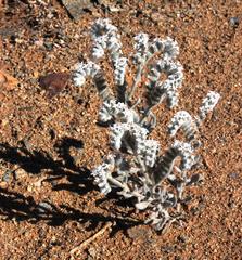 Heliotropium tubulosum