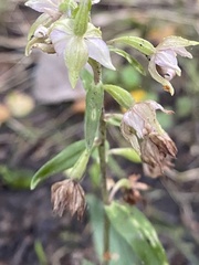 Epipactis helleborine