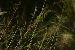 Baeckea linifolia