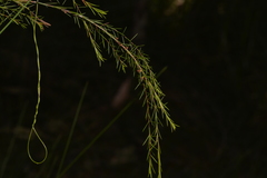 Baeckea linifolia