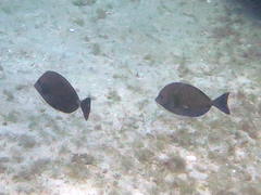 Prionurus maculatus