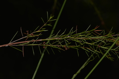 Baeckea linifolia