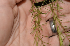 Baeckea linifolia
