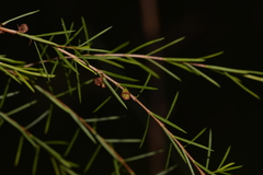 Baeckea linifolia