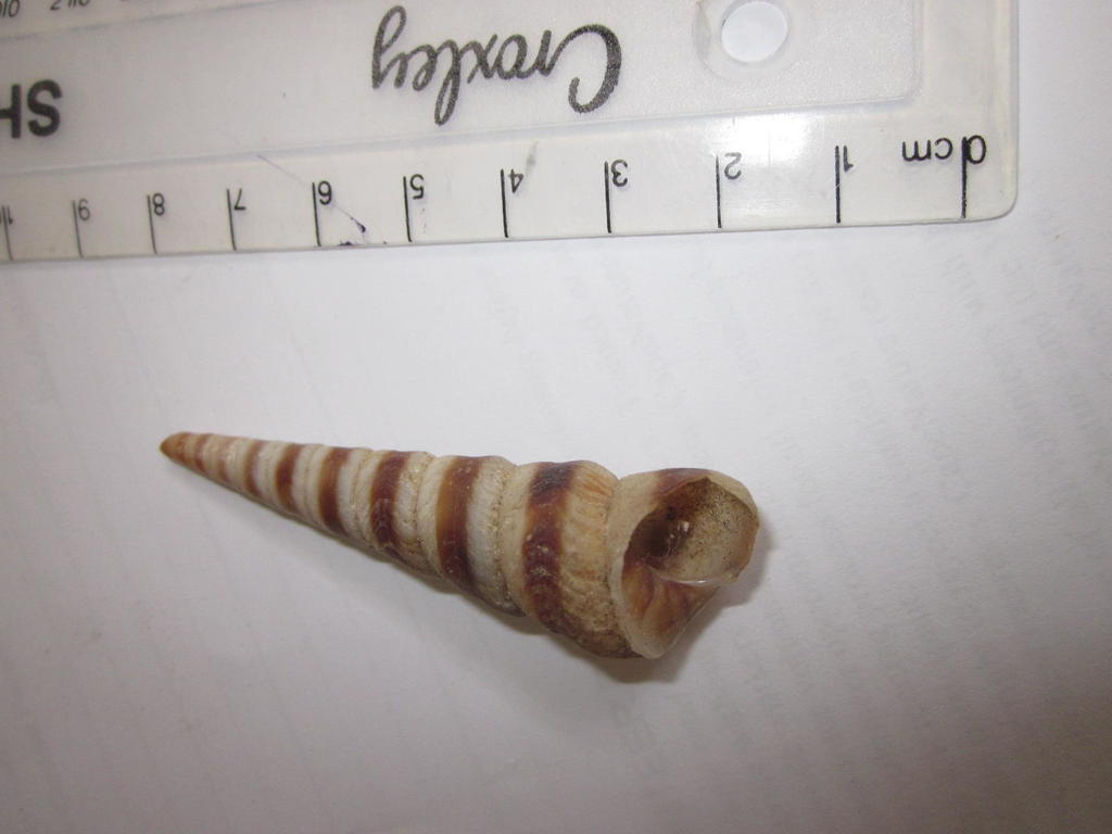 Turritella declivis