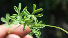 Oxalis tysonii