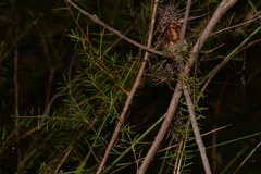 Baeckea linifolia