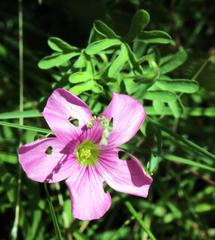 Oxalis tysonii