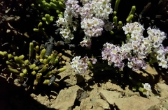 Veronica quadrifaria